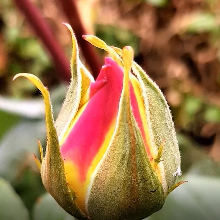 Red rose bud