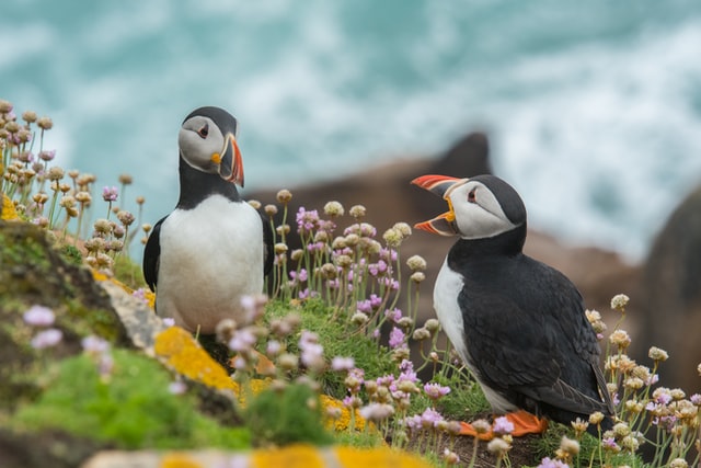 Two puffins