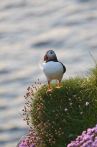 puffin andflowers