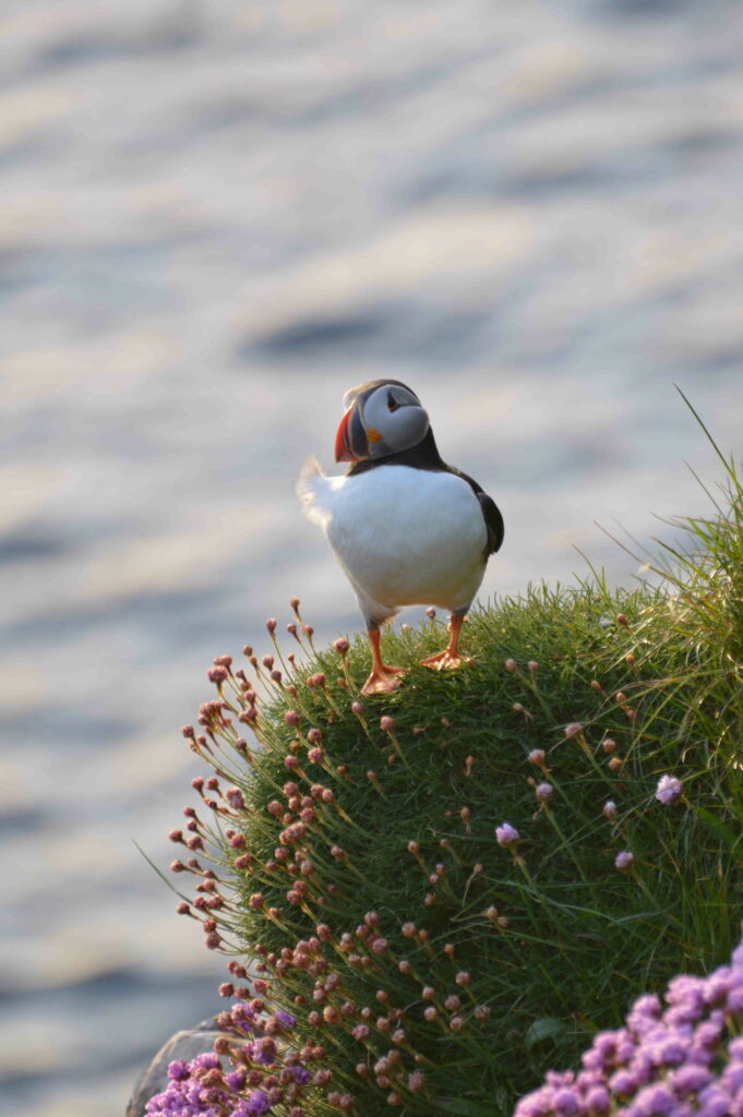 puffin andflowers